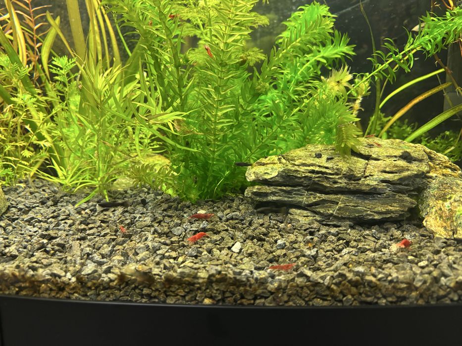 Molinezje black mlode