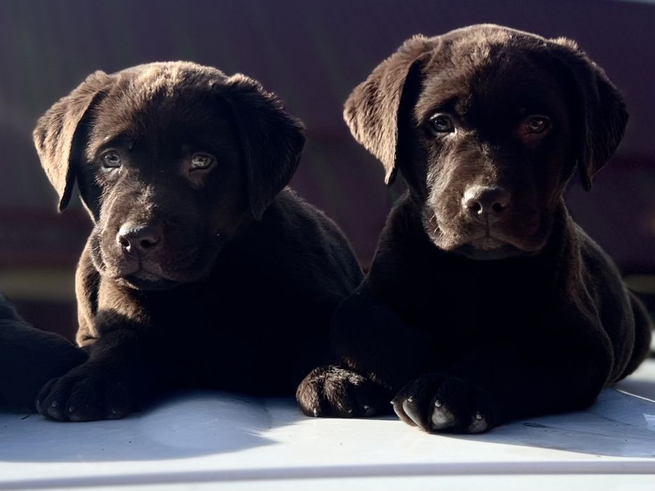 Шоколадний лабрадор