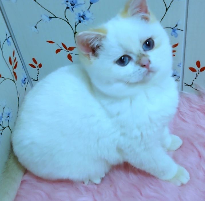 Британский котик