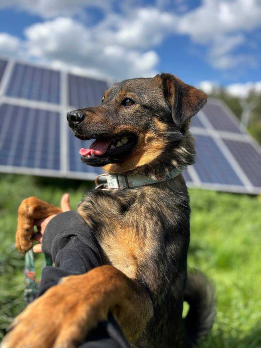 Czy znajdzie się nowy dom dla Brownie