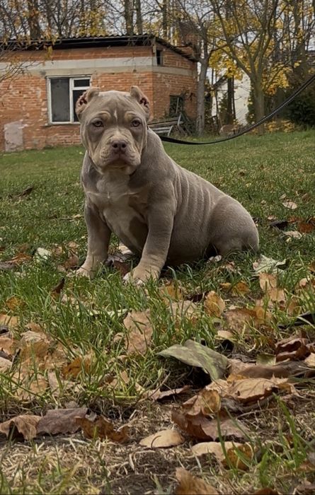 Anerican Bully ABKC pocket