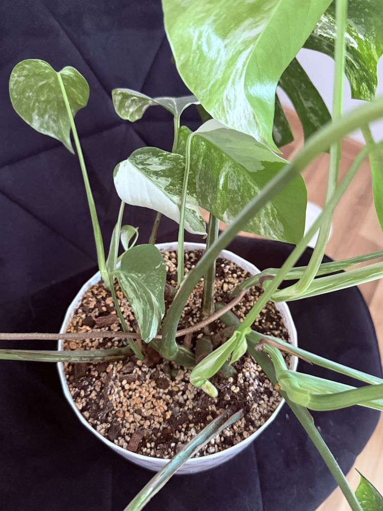 Monstera variegata