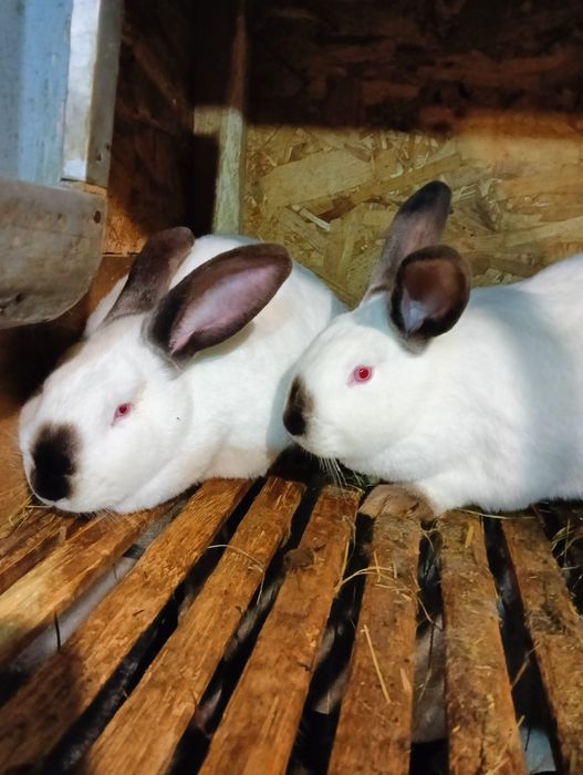 Продам кроличок каліфорнійської породи 4 місяці 4, 5 кілограма