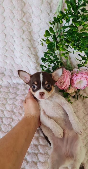 Excelente oportunidade menino mini Chihuahua / Chiuaua de Qualidade