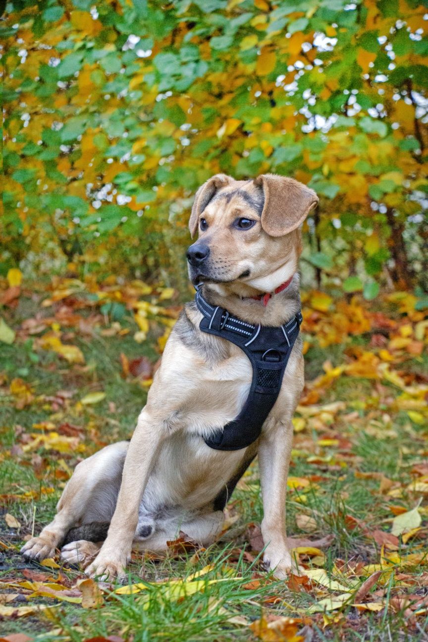 Kuki - w typie beagle, mały słodziak, znaleziony w polu, do adopcji!