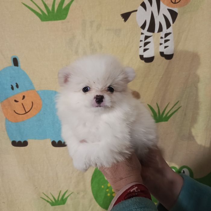 Мальчик крем шпиц