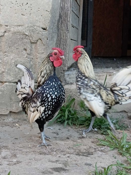 Kury i koguty sebrytki