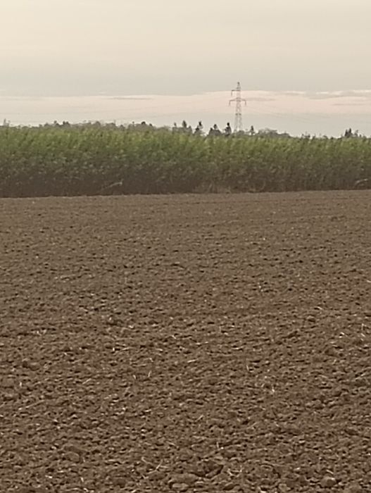 Sprzedam wiklinę amerykankę okolo;25t