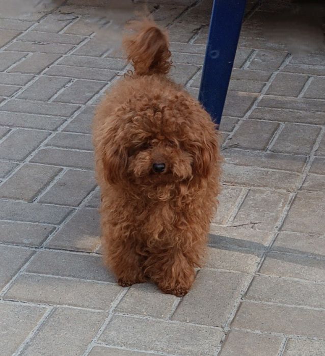 Той пудель, в'язка.