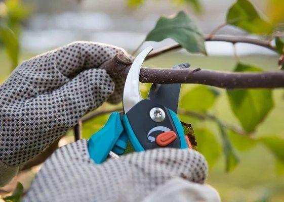 Обрізка дерев, покос трави і прибирання території