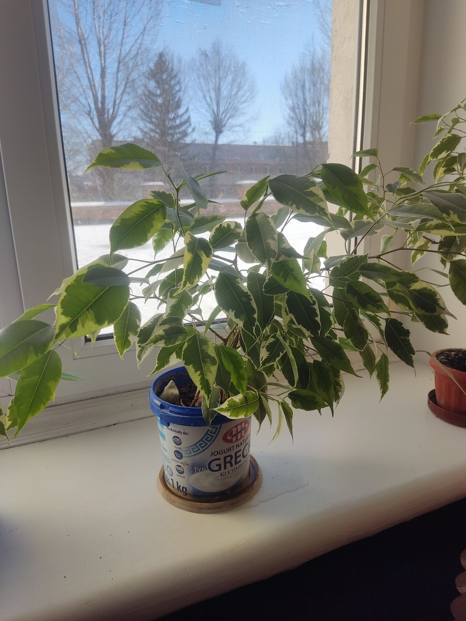 Фикус Бенджамина