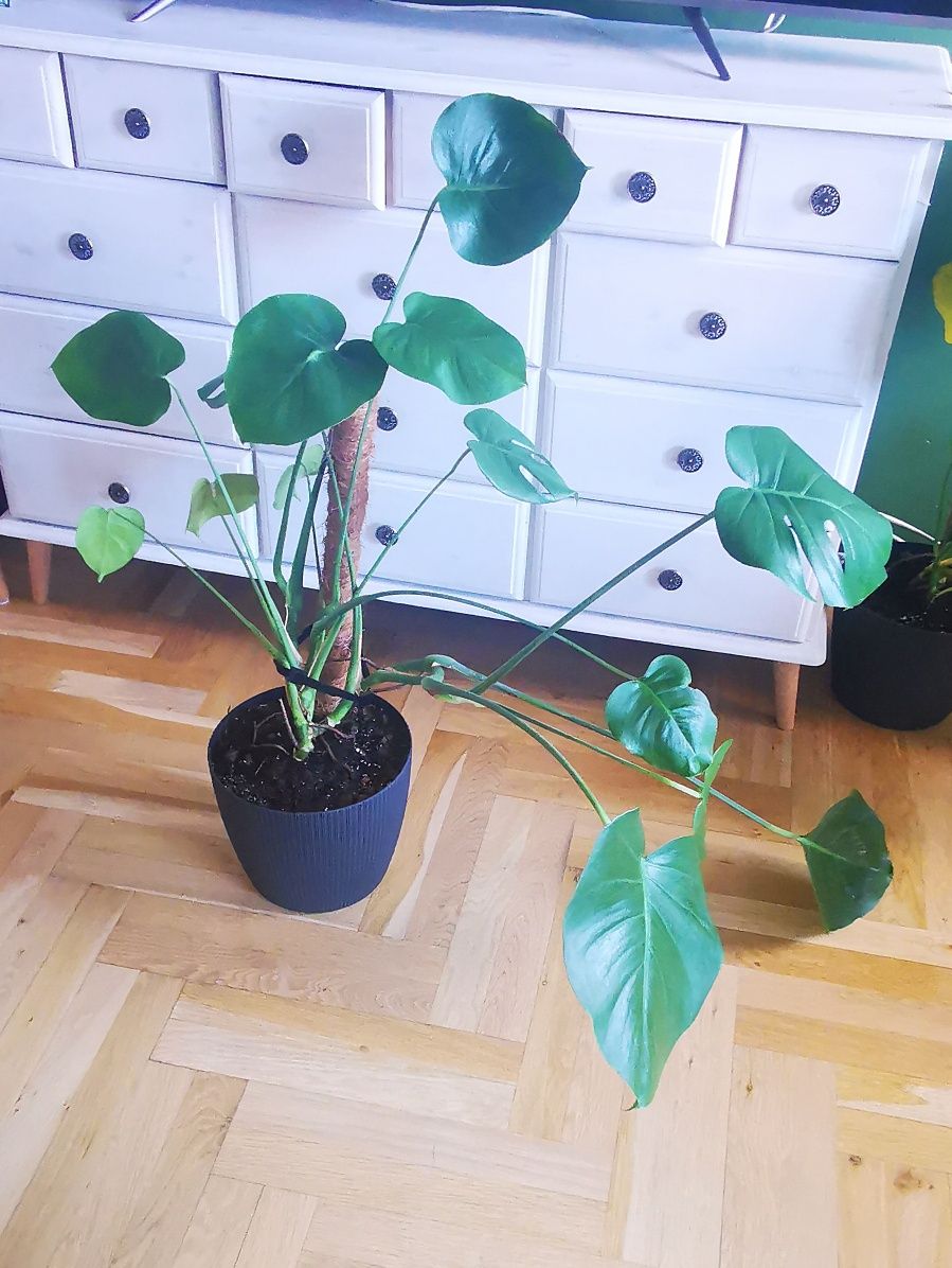 Monstera Deliciosa