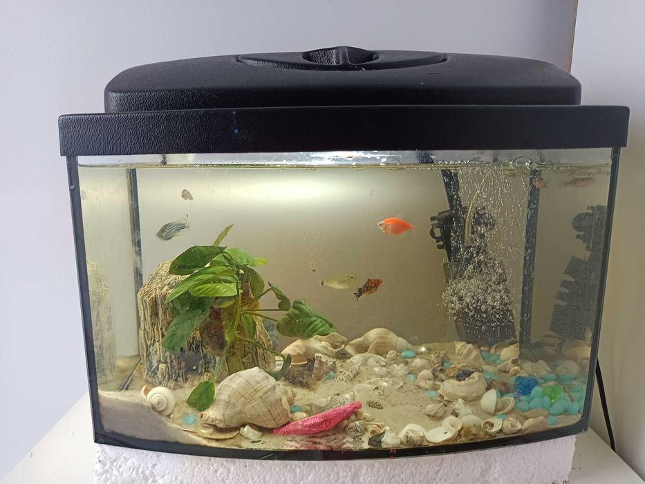 Akwarium z rybkami filtr  rośliny glonojad