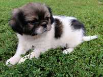 Szczeniak rasy shih tzu