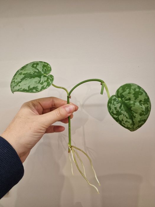 Scindapsus NOID ukorzeniona sadzonka
