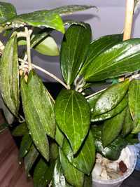 Hoya hoja nicholsoniae cała roślina