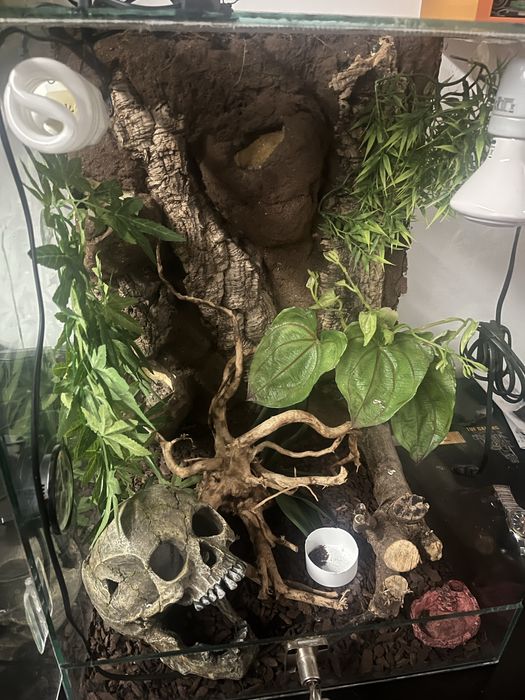Terrario para reptil