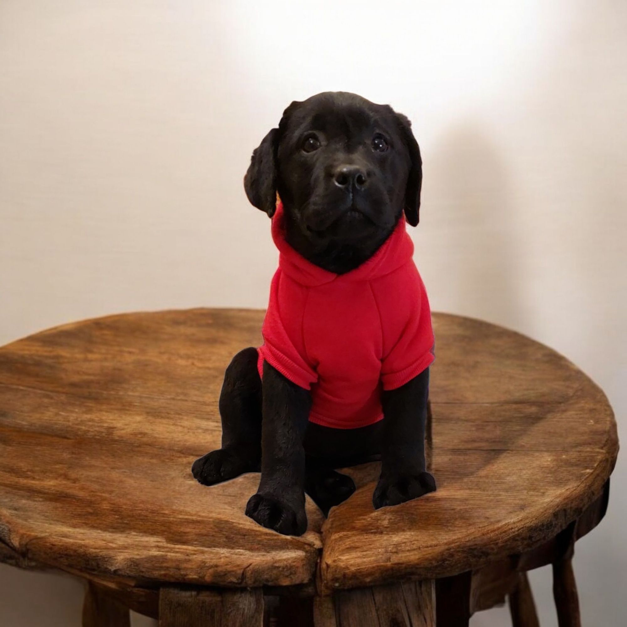 Labrador retriever suczka