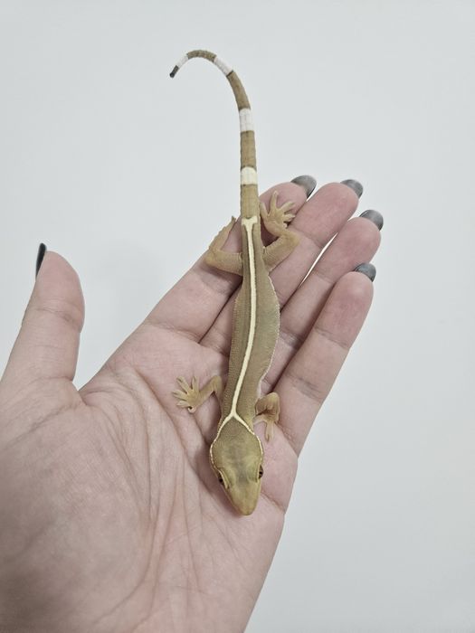 Gekko vittatus - Gekon paskowany