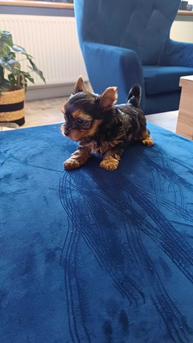 Piękna suczka Yorkshire Terrier w kolorze czarno-złotym