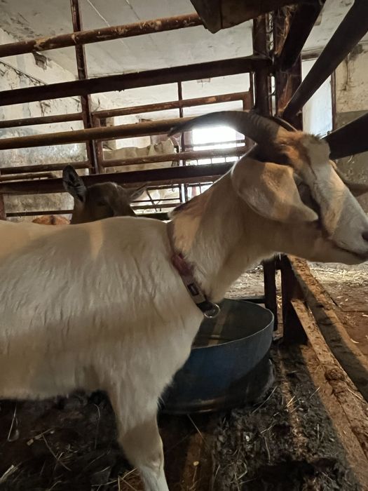 Sprzedam dwie młode Kozy