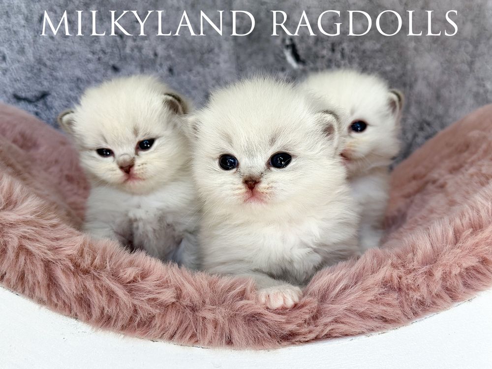 Śliczny kociak Ragdoll poleca  się do kochania MILKYLAND