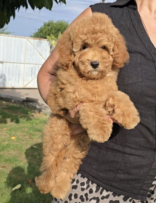 Лялькові кучеряшки.