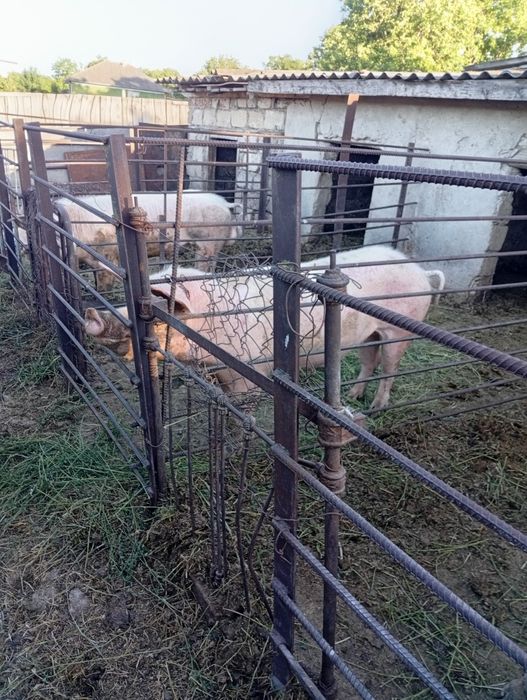 Свиноматку  молоду ландрас