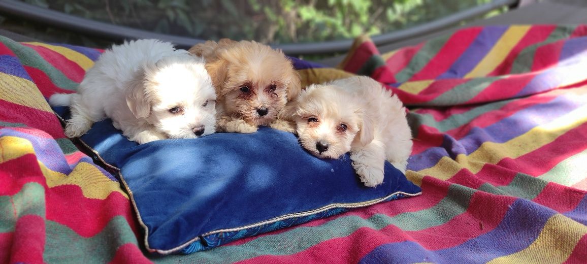 Maltipoo chłopiec kremowy Warszawa pudel maltańczyk