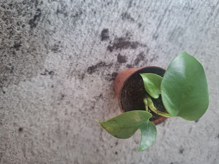 Monstera  minima