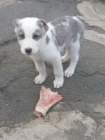 Продам цуциків породи Алабай вік 2місяца