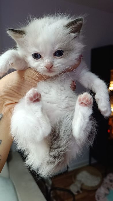 ZAREZERWOWANA Kotka ragdoll blue bicolorka