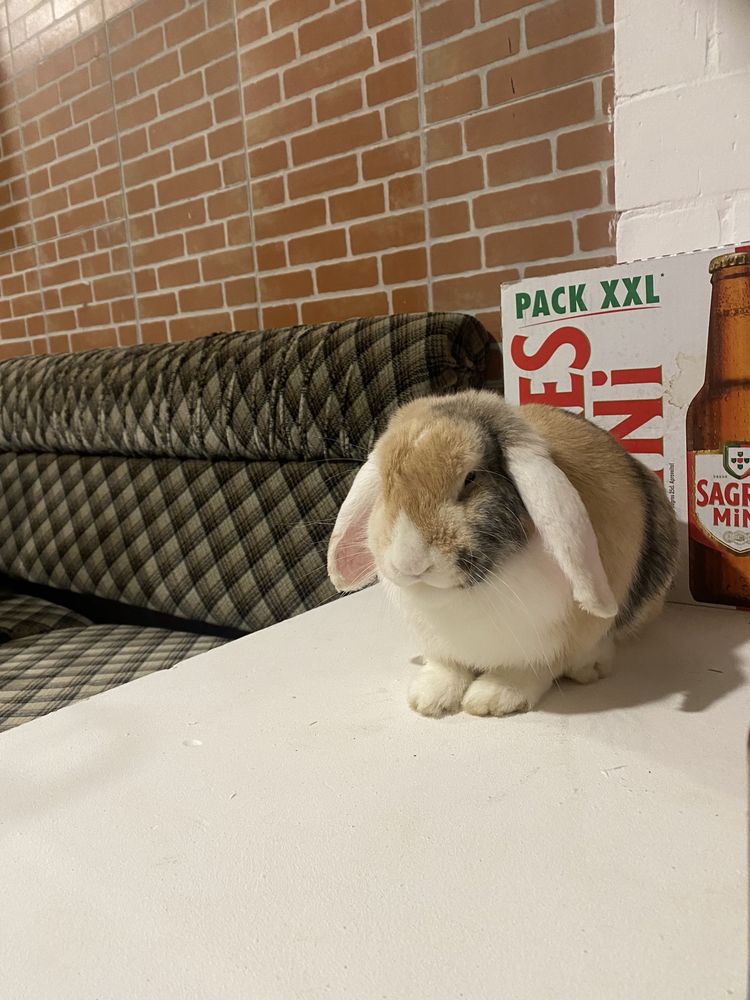 Coelha Holland Lop e Gaiola