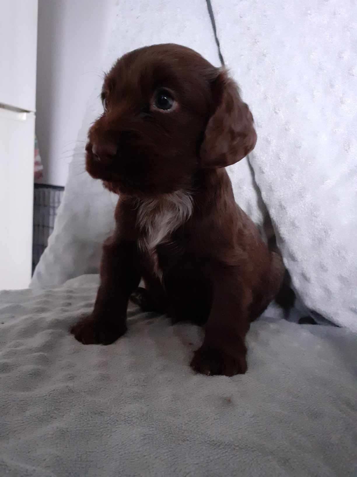 Cocker Spaniel Angielski czekoladowa suczka