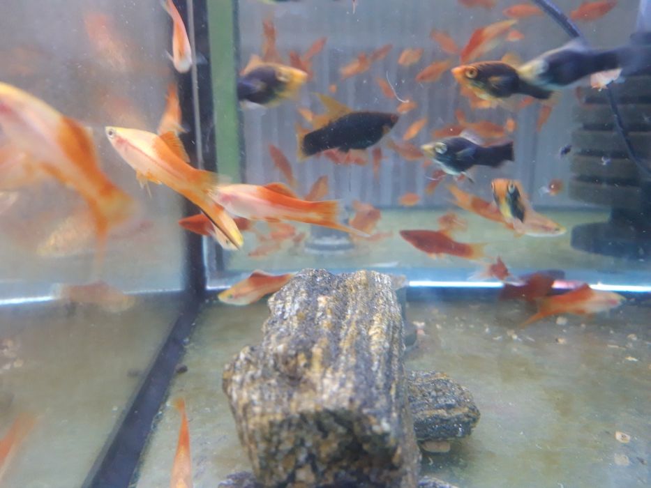 Mieczyk papuzi 8 zł