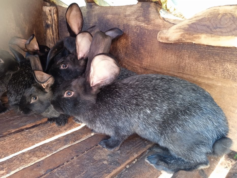 Продам кролів каліфорнійці та полтавське срібло