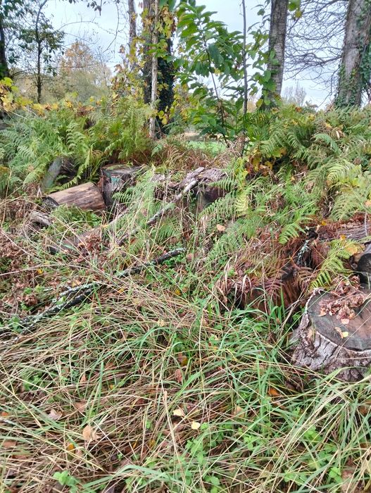 Três chopos cortadados pronto a rachar