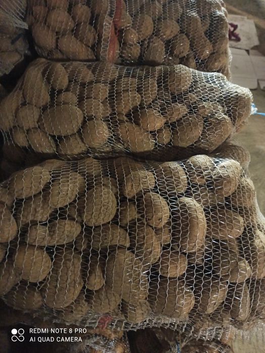 Ziemniaki jadalne Catania,Vineta,Noya irga