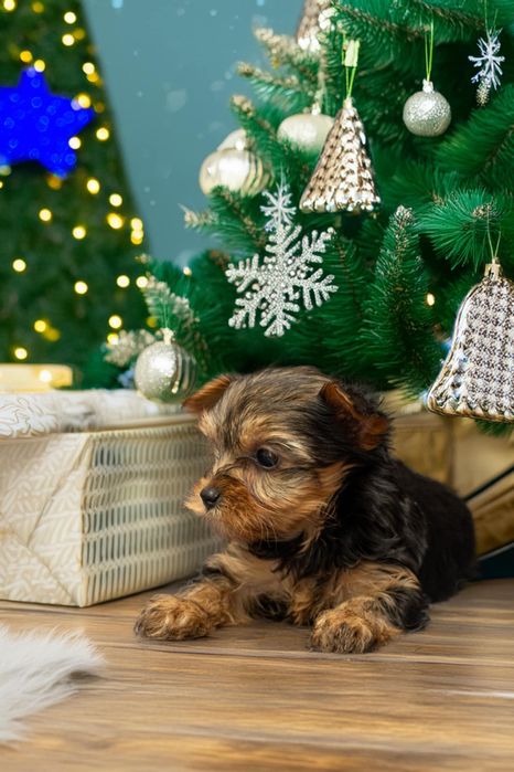 Yorkshire terrier pies