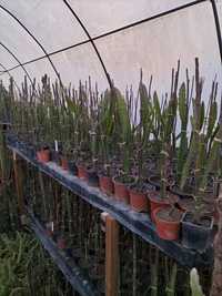Promoção, Pitaya planta enraizadas