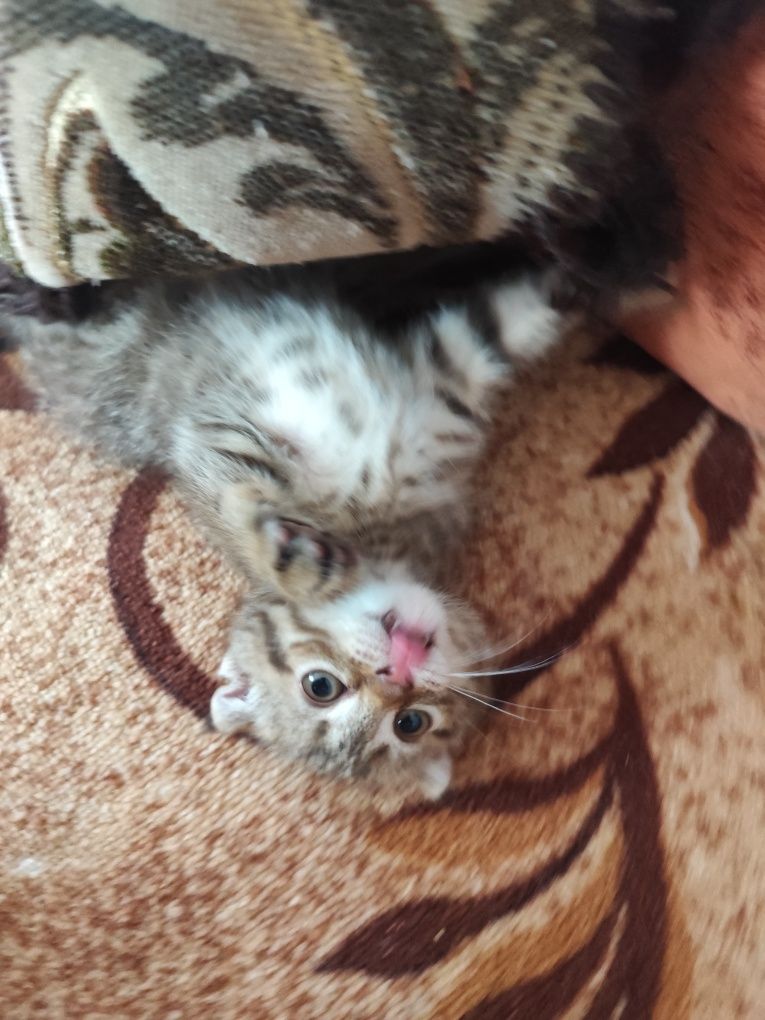Кошенята шотландські
