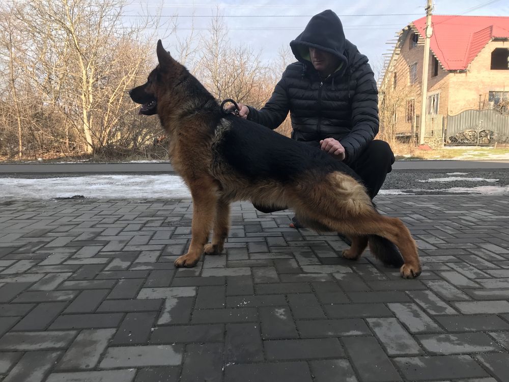 Німецька вівчарка, вязка