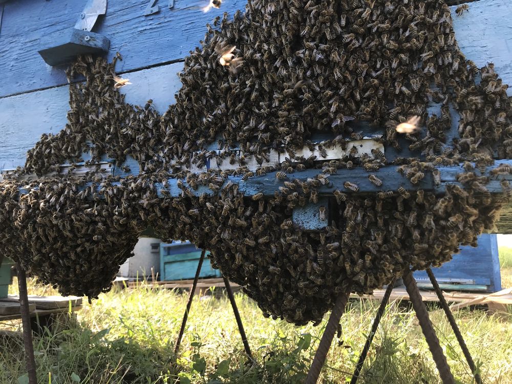 Готовый БИЗНЕС. Продаётся пасека с ульями