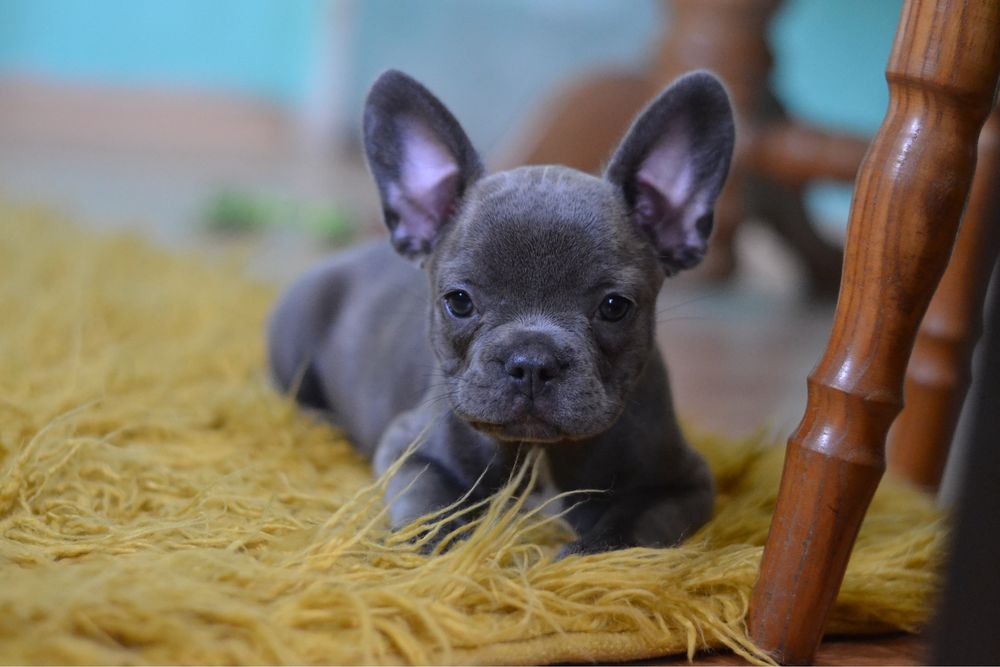 Голубые щенки французский бульдог девочки французики