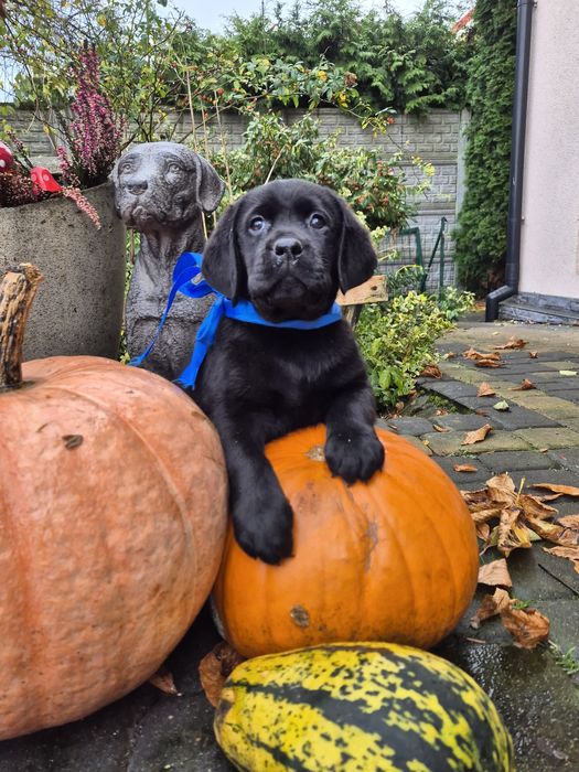 Labrador retriever szczenię