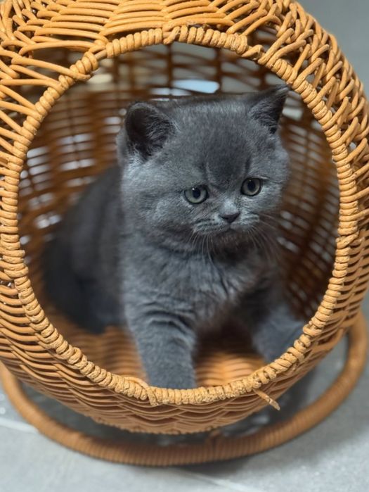 Продам шотландских котят