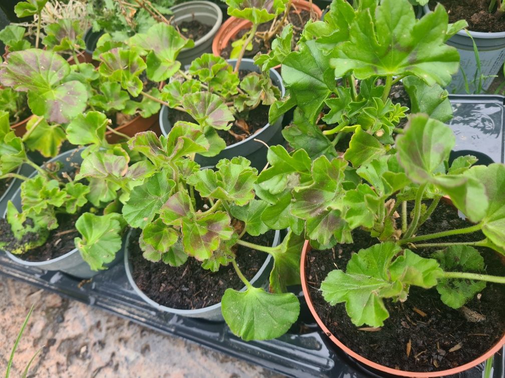 Sadzonki Pelargoni do doniczek na balkony kwitnie do jesieni sadzonki