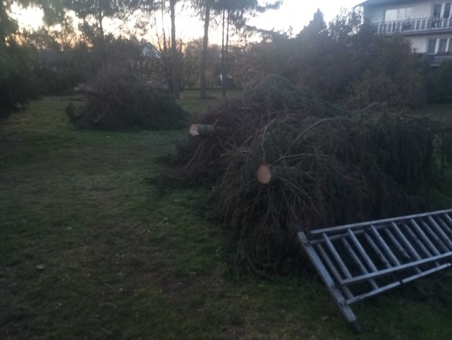 Oddam 3 szt świerków i ścięte gałęzie grube i średnio grube
