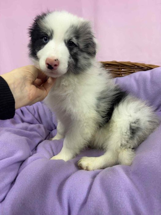 Border collie suczka gotowa do odbioru