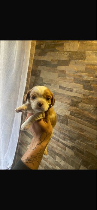 Cudowny Piesek Cavalier Blenheim Chip,Rodowód,Książeczka,Wyprawka!!
